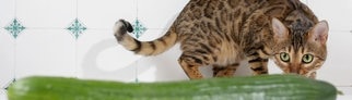 Katze, die an einer Gurke schnuppert 