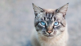 Katze mit blauen Augen