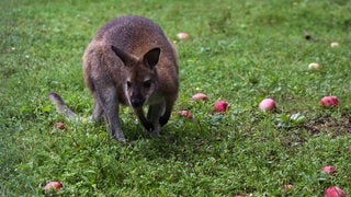 Ein Känguru auf einer Wiese mit Äpfeln. (Symbolbild)